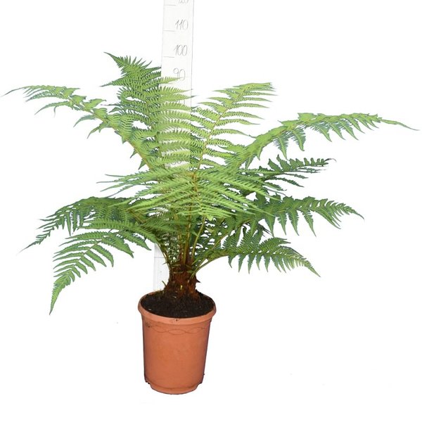 Dicksonia antarctica - trunk 10-15 cm - total height 120-160 cm - pot Ø 26 cm