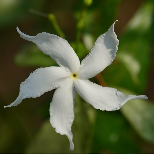 Gardenia jasminoides Highlights Pinwheel