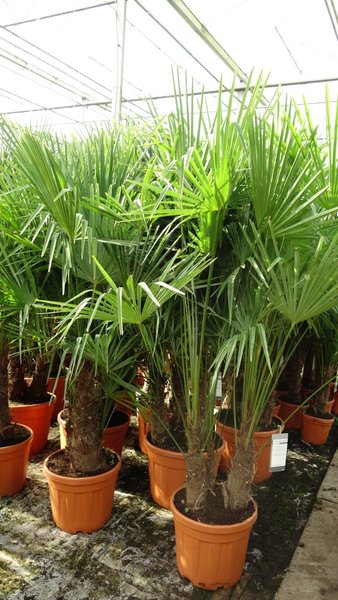 Trachycarpus fortunei Multitrunk - total height 140-160 cm - pot Ø 50 cm - 45 ltr [pallet]