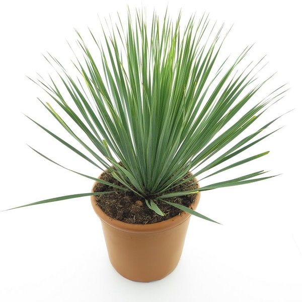 Yucca rostrata - total height 70-90 cm - pot Ø 30 cm