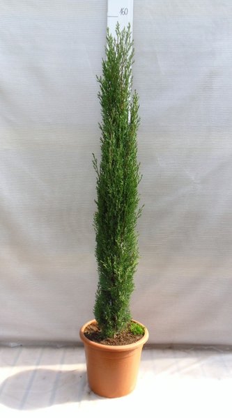 Cupressus sempervirens Totem - total height 150-180 cm - pot Ø 35 cm