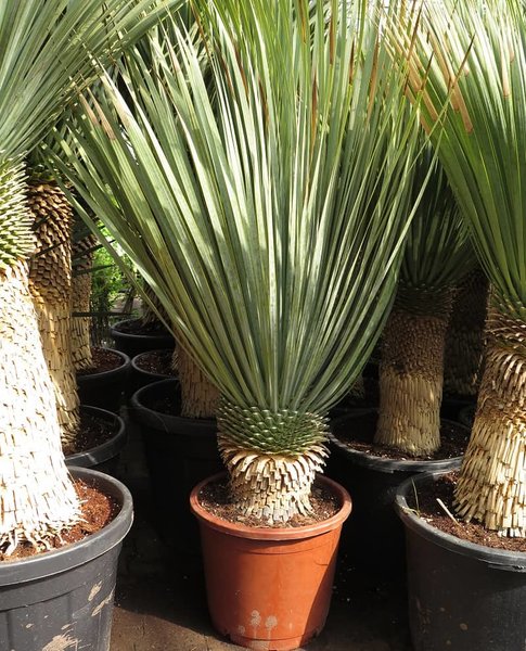 Yucca rostrata - trunk 30-40 cm - total height 120-140 cm - pot Ø 40 cm