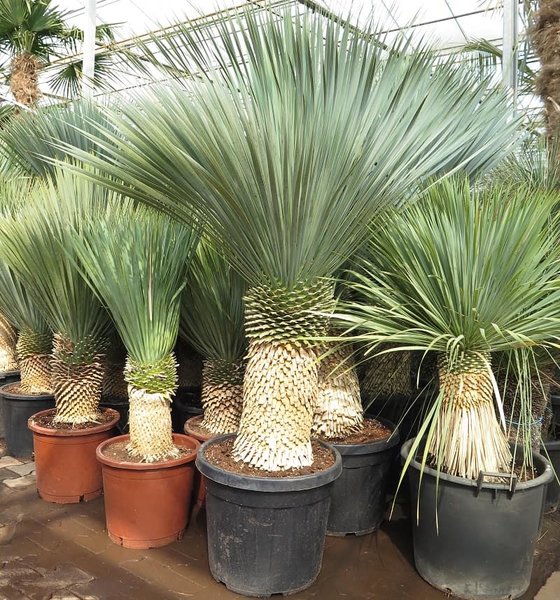 Yucca rostrata - trunk 80-90 cm - total height 200+ cm - pot Ø 55 cm