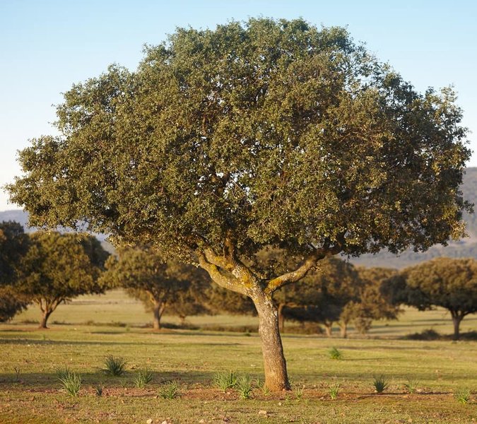 Quercus ilex - total height 130+ cm - pot Ø 21 cm