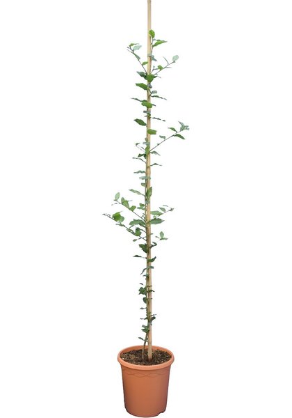 Quercus ilex - total height 140+ cm - pot Ø 26 cm