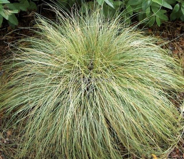 Carex comans Frosted Curls - total height 40-50 cm - pot 2 ltr