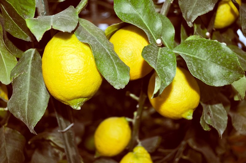 Citrus limon sp. Toscane - pot 2 ltr