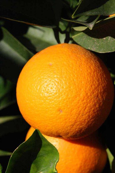 Citrus sinensis - pot 2 ltr