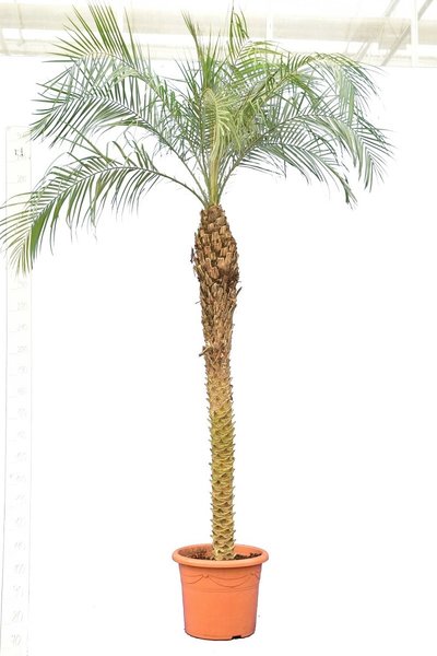 Phoenix roebelenii - trunk 140-160 cm - totale height 240+ cm - pot Ø 45 cm [pallet]