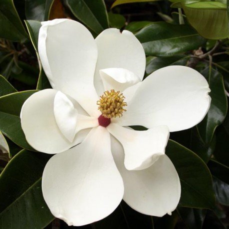 Magnolia grandiflora Gallisoniensis - total height 220+ cm - pot Ø 55 cm