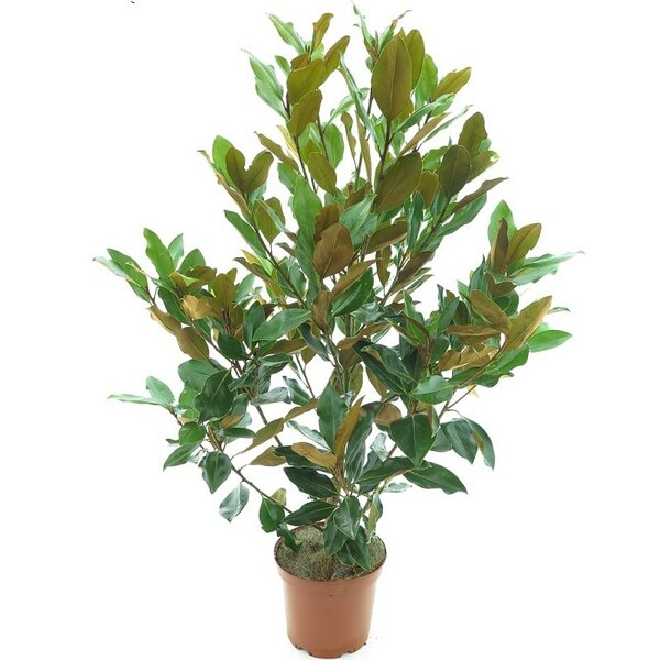 Magnolia grandiflora Little Gem - total height 110-130 cm - pot Ø 22 cm