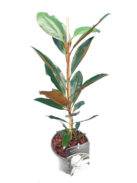 Magnolia grandiflora Little Gem - total height 60-80 cm - pot Ø 17 cm