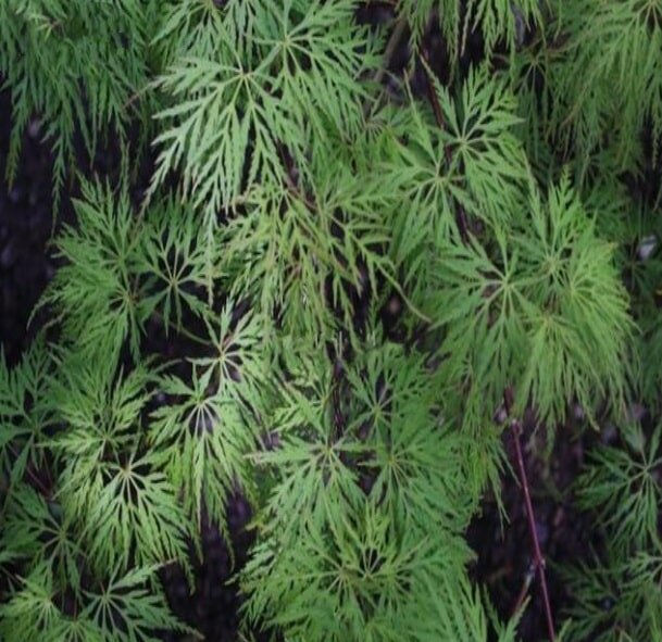 Acer palmatum Emerald Lace - total height 50-60 cm - pot Ø 13 cm
