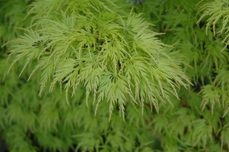 Acer palmatum Seiryu - total height 50-60 cm - pot 3 ltr