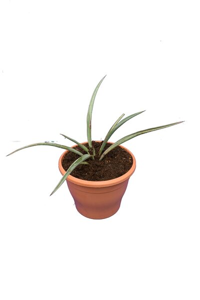 Yucca faxoniana - total height 30+ cm - pot Ø 19 cm