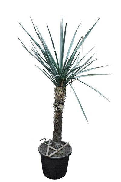 Yucca torreyi trunk 90-100 cm [pallet]