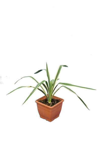 Yucca filamentosa Bright Edge set of 3 - pot 14 x 14 cm