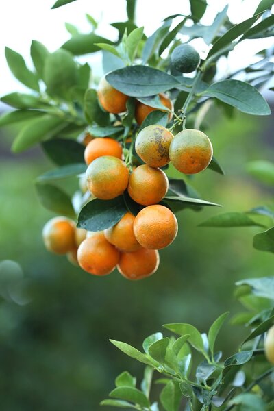Citrus kumquat - stam 30-40 cm - total height 70-100 cm - pot Ø 22 cm