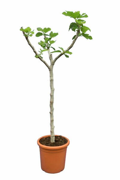 Ficus carica Brown Turkey - trunk 60-80 cm - circumference 10-15 cm [pallet]