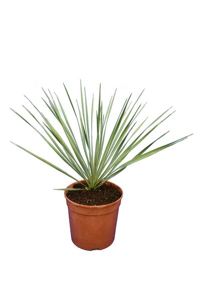 Yucca rostrata - total height 40-60 cm - pot Ø 20 cm