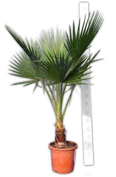 Washingtonia robusta - trunk 10-20 cm - total height 100-120 cm - pot Ø 32 cm