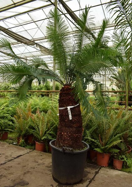 Cycas panzhihuaensis - trunk 80 cm - total height 200 cm - pot Ø 55 cm [pallet]