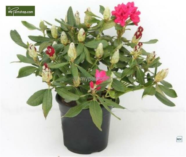 Rhododendron Nova Zembla - total height 50-60 cm - pot 5 ltr