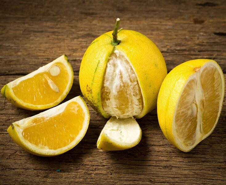 Real Citrus bergamia