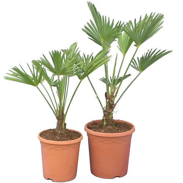 Trachycarpus wagnerianus set of 2 - pot Ø 23 cm + pot Ø 26 cm
