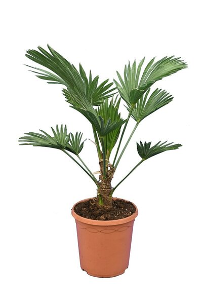Trachycarpus wagnerianus - total height 50-70 cm - pot Ø 23 cm