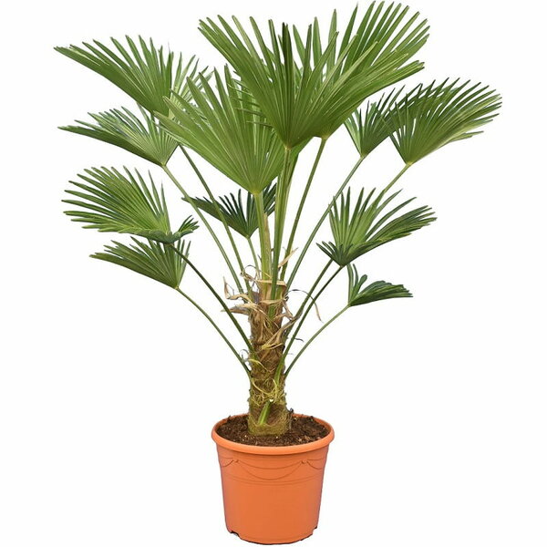 Trachycarpus wagnerianus - trunk 30-40 cm - total height 110-130 cm - pot Ø 30 cm