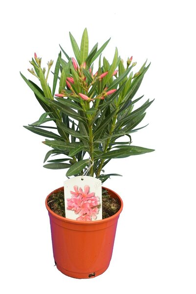 Nerium oleander pink - total height 50-60 cm - pot Ø 18 cm