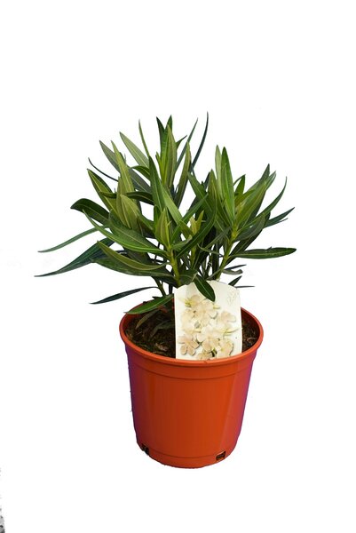 Nerium oleander white - total height 50-60 cm - pot Ø 18 cm