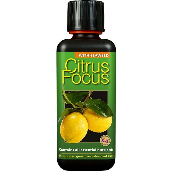 Citrus focus 300 ml