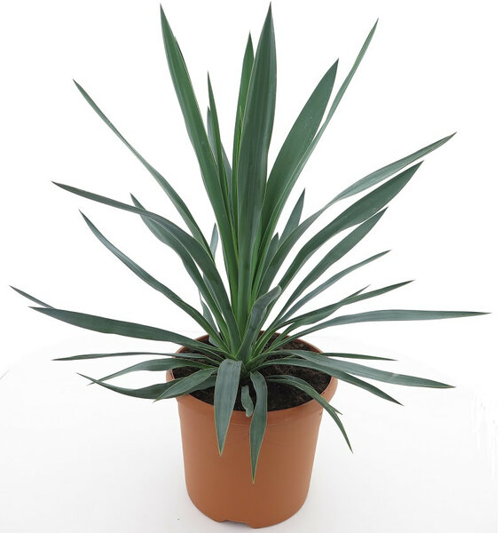 Yucca gloriosa - total height 60-80 cm - pot Ø 26 cm