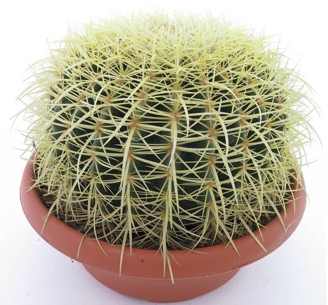 Echinocactus grusonii - pot Ø 25 cm