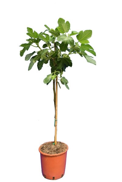Ficus carica Brown Turkey - trunk 60-80 cm - Ø 28 cm pot