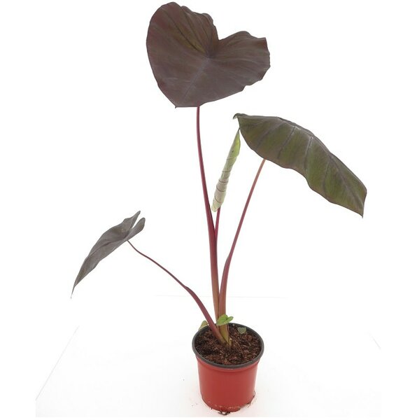 Colocasia esculenta Black Magic - total height 25+ cm - pot Ø 19 cm