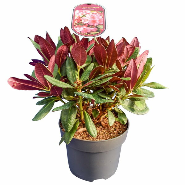 Rhododendron Wine & Roses - total height 35-45 cm - pot 22 cm