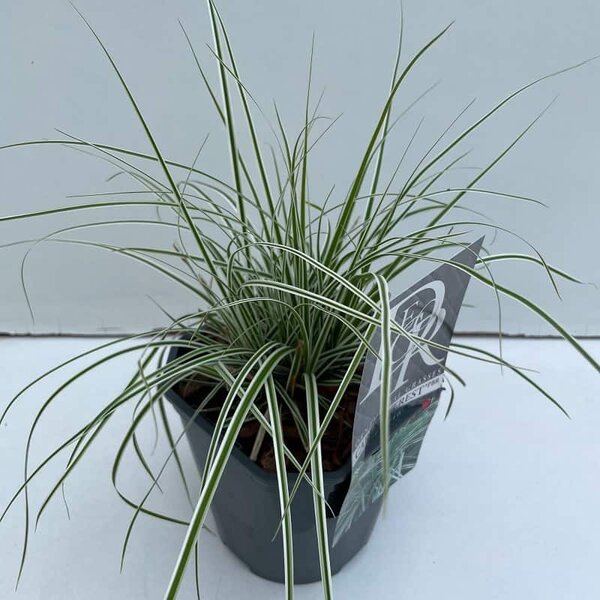 Carex Everest - pot 2 ltr