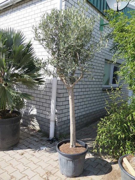 Olea europaea - wild form - trunk 100-120 cm - trunk circumference 20-30 cm - total height 200+ cm [pallet]
