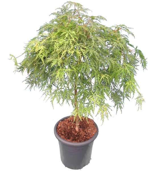 Acer palmatum Dissectum - trunk 55-65 cm - total height 100-120 cm - pot 15 ltr