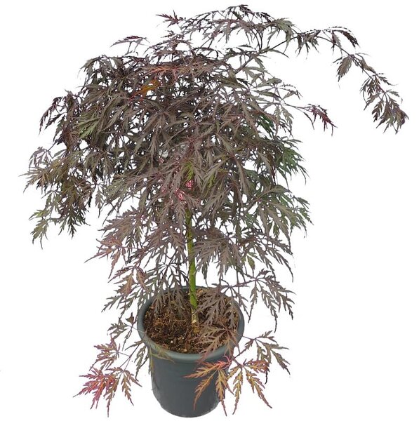 Acer palmatum Dissectum Garnet - trunk 50-60 cm - total height 110-130 cm - pot 15 ltr