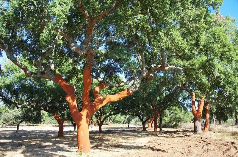 Quercus suber pot Ø 17 cm