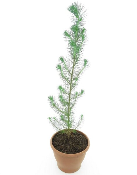 Pinus pinea - total height 60-80 cm - pot Ø 19 cm