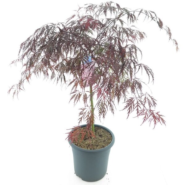 Acer palmatum Tamukeyama - trunk 55-65 cm - total height 110-130 cm - pot 15 ltr