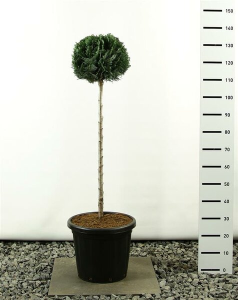 Chamaecyparis lawsoniana Columnaris ball on trunk 100 cm