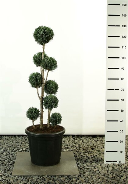 Chamaecyparis lawsoniana Columnaris Multibol - total height 100-125 cm - pot 20 ltr