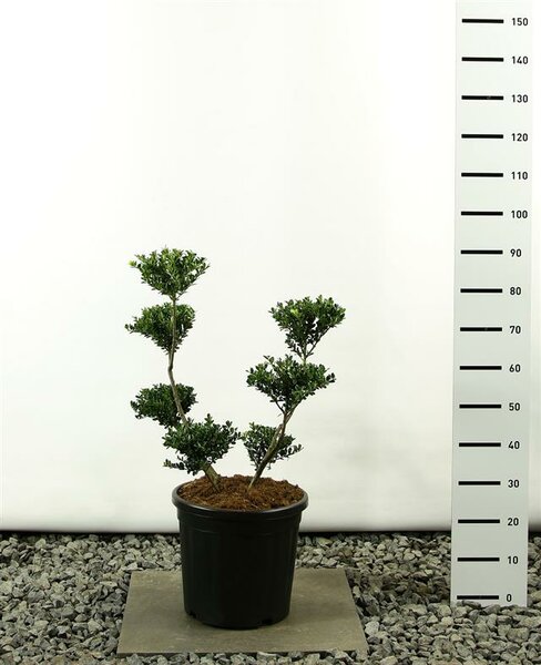 Ilex crenata Green Hedge multiplateau - total height 80-100 cm - pot 20 ltr
