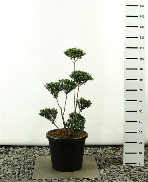 Ilex crenata Green Hedge multiplateau - total height 100-125 cm - pot 20 ltr